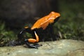 Splash-backed poison frog (Adelphobates galactonotus). Royalty Free Stock Photo