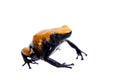 Splash-backed poison frog Yellow-backed variant on white backgorund Royalty Free Stock Photo