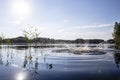 Splash and circles on the water after a man jumped into a clean, forest lake, against the backdrop of trees and the sky, on a Royalty Free Stock Photo