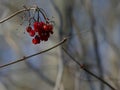 Red Berries on a Bare Branch in Wintertime Royalty Free Stock Photo