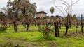 Winter Vineyard with Red Roses