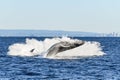 Splash down of whale as another whale breaches. Royalty Free Stock Photo