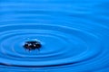 Splash drop of water with diverging water circles, on blue background Royalty Free Stock Photo