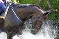 Splash fun horse