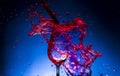 Splash glass red wine Royalty Free Stock Photo