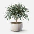 A Splash of Green : Brighten Up Your Space with Dracaena Marginata