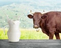 Splash in a jug of milk on the background of a brown cow Royalty Free Stock Photo