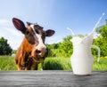 A splash in a jug of milk on the background of a brown cow Royalty Free Stock Photo