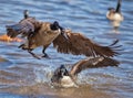 A Splash Landing--Canadian Goose on Northern Virginia Lake Royalty Free Stock Photo