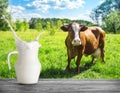 Splash of milk in jug against background of cow in meadow Royalty Free Stock Photo