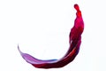 A splash of red wine. White background. Royalty Free Stock Photo