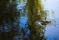 Splash and ripples on calm, clear water of a pond with reflections of trees Royalty Free Stock Photo