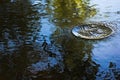 Splash and ripples on calm, clear water of a pond with reflections of trees Royalty Free Stock Photo