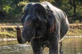 Splash water on elephant bath time