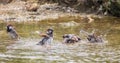 Splash of water from flock of small sparrow birds making bath, welcome spring banner