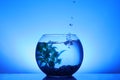 Splash of water in round fish bowl with decorative plant and pebbles on blue background Royalty Free Stock Photo