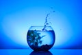 Splash of water in round fish bowl with decorative plant and pebbles on background Royalty Free Stock Photo