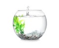Splash of water in round fish bowl with decorative plant and pebbles on background Royalty Free Stock Photo