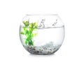 Splash of water in round fish bowl with decorative plant and pebbles on background Royalty Free Stock Photo