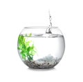 Splash of water in round fish bowl with decorative plant and pebbles on background Royalty Free Stock Photo
