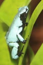 Splashback poison frog Royalty Free Stock Photo