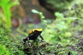 Splashback poison frog Royalty Free Stock Photo