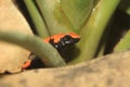 Splashback poison frog Royalty Free Stock Photo