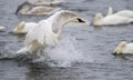Splashdown - Trumpet Swan Lands on River Royalty Free Stock Photo