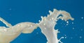 Splashed milk