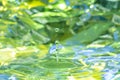 Splashes of dancing water drops.