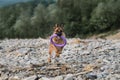 Splashes from water fly in different directions from wet fur of dog. Black and red German Shepherd runs along rocky river bank Royalty Free Stock Photo