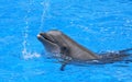 Splashing dolphin