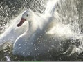 Splashing duck action photo