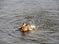 Splashing duck swimming in river Royalty Free Stock Photo