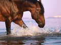 Splashing horse