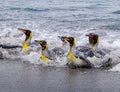 Splashing, swimming, landing King Penguins