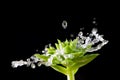 Splashing water drops on green plant Royalty Free Stock Photo