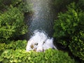 Splashing water stream in green foliage, top down view