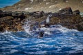 Splashing waves surround Atlantic fur seals on rocky shore of South Georgia Royalty Free Stock Photo