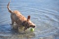 Splashing Yarmouth Toller Reaching for the Tennis Ball in Water Royalty Free Stock Photo