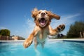 Splashy Dog jump in pool. Generate Ai Royalty Free Stock Photo