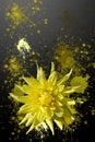 Splattered yellow dahlia flower