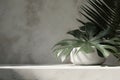 splay product fashion nature organic cosmetic beauty luxury wall concrete gray sunlight dappled leaf tree palm tropical green