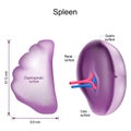 spleen anatomy