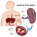 Spleen anatomy 3d medical illustration