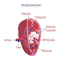 Spleen anatomy icon, cartoon style