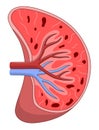 Spleen cross section