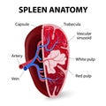 Spleen. Cross section
