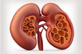 Spleen Cross section, illustration showing the trabecular tissue and the splenic vein and its tributaries