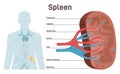 Spleen, cross section structure. Lymphatic and immune system blood filter.